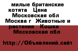 милые британские котята › Цена ­ 6 000 - Московская обл., Москва г. Животные и растения » Кошки   . Московская обл.